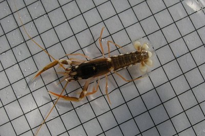 <i>Homarus gammarus</i>