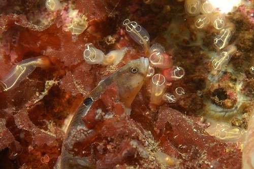 Pholis gunellus