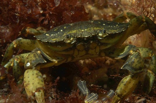 Carcinus maenas