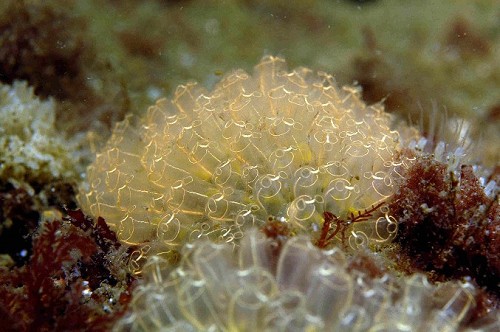 Clavelina lepadiformis