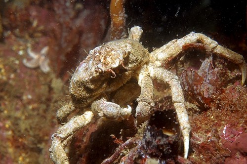 Hyas araneus