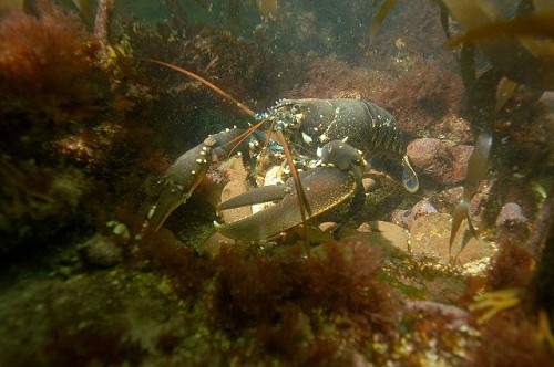 Homarus gammarus