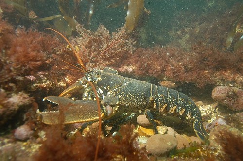 Homarus gammarus