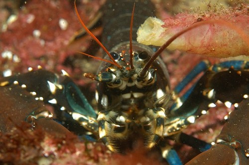 Homarus gammarus