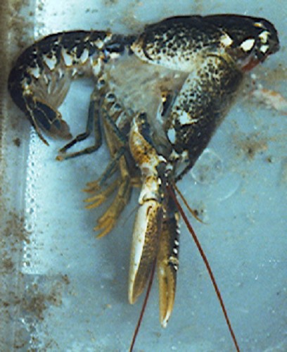 moult10