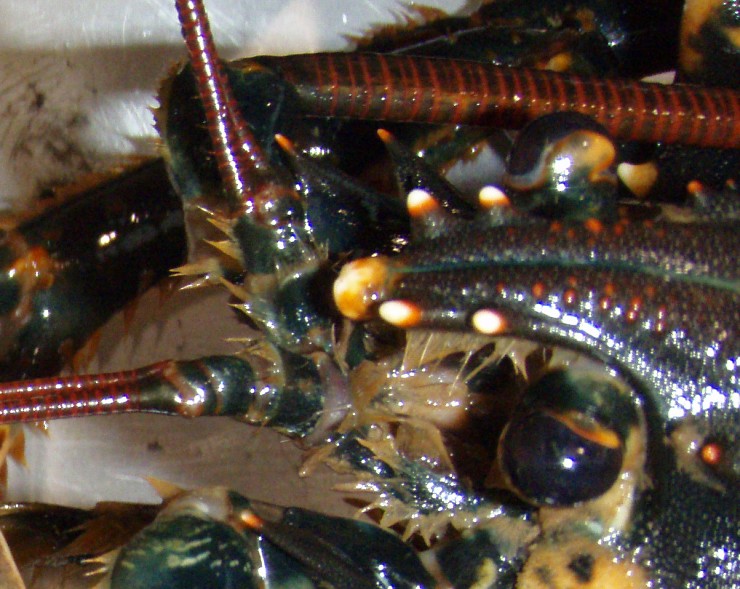 <i>Homarus gammarus</i>