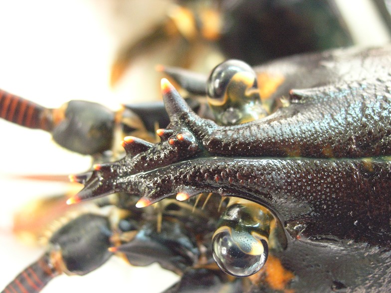 <i>Homarus gammarus</i>