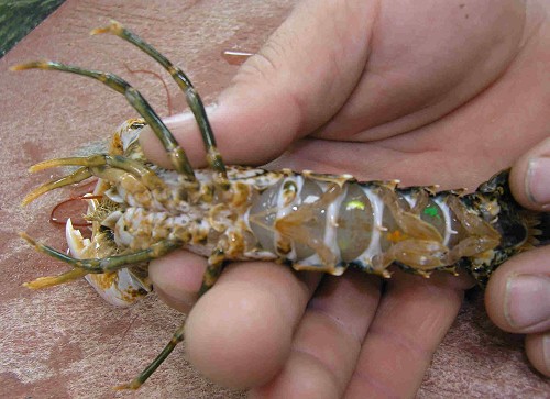 Homarus gammarus Tag