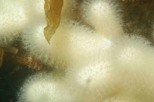 Alcyonium digitatum